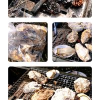 月桂樹,菜の花,菜の花,いちご,有明海の画像