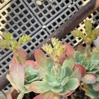 薄化粧,薄化粧,薄化粧,今日も元気でね♥️,多肉花芽の画像