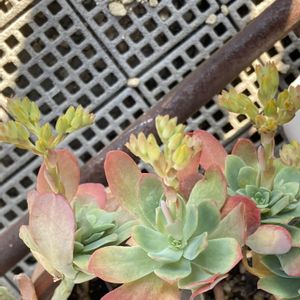 薄化粧,薄化粧,薄化粧,今日も元気でね♥️,多肉花芽の画像