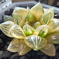 オブツーサ錦 朝焼け 糊斑,紅葉する多肉,エケベリア属,ハオルチア属,多肉ちゃんの画像