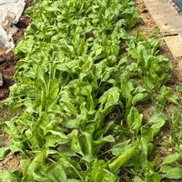 ムラサキカタバミ,ほうれん草,朝日。,アカメガシワの新芽,新芽の画像