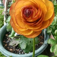 キンギョソウ,キンギョソウ,ペチュニア,ペチュニア,ビオラ ブラックデライトの画像