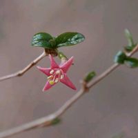 ムスカリ,ムスカリ,ウグイスカグラ,ウグイスカグラ,ジョウビタキ ♀の画像