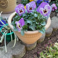 ゼラニウム,パンジー,ビオラ,ビオラ・パンジー,GS映えの画像