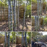 クマザサ,ロウバイ,タケ,ドライブ,お雛様の画像