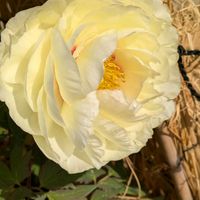 クンシラン,クンシラン,ヒメリュウキンカ,ヒメリュウキンカ,ボタンの画像