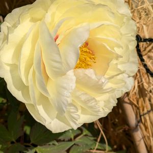 クンシラン,クンシラン,ヒメリュウキンカ,ヒメリュウキンカ,ボタンの画像