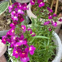 リナリア,モッコク,斑入りマサキ,斑入りマサキ,斑入りマサキの画像