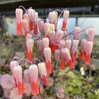 カランコエ,胡蝶の舞の画像