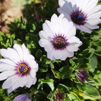 オステオスペルマムの画像