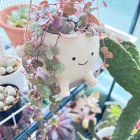 ハートカズラ,暖かな一日の画像