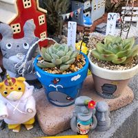 アイビー（ヘデラ）,エケベリア フローラ,セダムミモザ♪,ピンキーピーチ,お誕生日おめでとうの画像