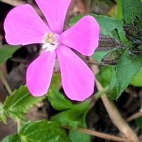 シレネ,スイートピー,マーガレット,矢車菊（ピンク),鉢植えの画像