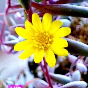 ルビーネックレス,紫月,ハンキング,植物男子ベランダー,ネックレスの画像