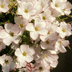 白が好き,#ガーデニング,エクステリアの画像