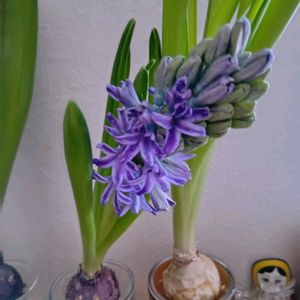 ヒヤシンスの水耕栽培,ヒヤシンスの水栽培★の画像