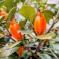 クチナシ,クチナシ,ハマアザミ,ハマアザミの画像