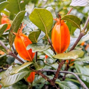 クチナシ,クチナシ,ハマアザミ,ハマアザミの画像