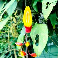 マイソルヤハズカズラ,マイソルヤハズカズラ,温室,新宿御苑,花散歩の画像