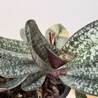 パフィオぺディラム,パフィオ デレナティー,リビングの画像