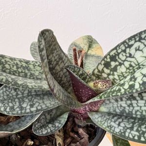 パフィオぺディラム,パフィオ デレナティー,リビングの画像