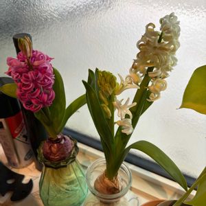 ヒヤシンス 水耕栽培,ヒヤシンス 白,ヒヤシンス　ピンク,ヒヤシンス水栽培,ヒアシスターズの画像