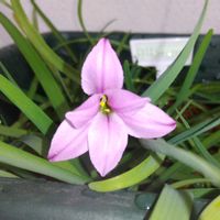 山茶花,オステオスペルマム,ゴールデンクラッカー,イエイオンカラフルスターフラワー,玄関横の花壇の画像