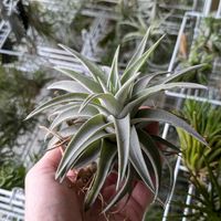 エアプランツ,エアープランツ/チランジア,エアプランツ チランジア,室内管理,エアー プランツの画像