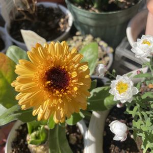 キンセンカ,ハナカンザシ,花かんざし,大人の着せ替え人形,ビタミンカラーの画像