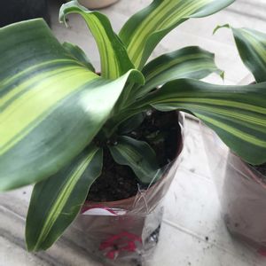 幸福の木,ドラセナ マッサンゲアナ(幸福の木),ダイソー産,ドラセナ属の画像