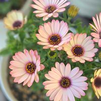 オステオスペルマムの画像