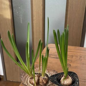 ヒヤシンス水栽培,ムスカリ水栽培の画像