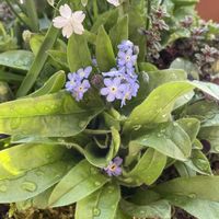 クローバー,ムスカリ,ワスレナグサ,忘れな草,雲間草 くもまぐさの画像