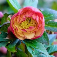 クリスマスローズ,クリスマスローズ,クリスマスローズ ダブルアプリコット,花のある暮らし,玄関アプローチの画像