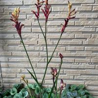 カンガルーポー,ガーデンシクラメン・オリガミ,シクラメン  グリーンティアラ,花のある暮らし,被災地にエールを…。の画像