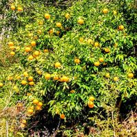 夏みかん,我が家の畑,人との繋がりに感謝✨,今日も元気に頑張ろう‼️,花友さんに感謝♡の画像