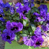 パンジー,パンジー,花散歩,愛しの紫の画像