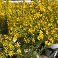 ユリオプス・ゴールデンクラッカー,ユリオプス・ゴールデンクラッカー,マリーヘンリエッテ,マリーヘンリエッテ,つるバラの画像