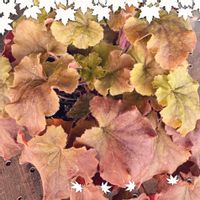 ヒューケラ,ヒューケラ,一期一会,ＧＳの繋がりに感謝✨,ｺﾒﾝﾄ、ｲｲﾈ(୨୧•͈ᴗ•͈)◞ᵗʱᵃᵑᵏઽ*♡の画像