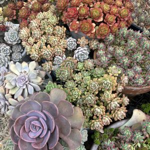 乙女心,乙女心,デビー,デビー,レティジアの画像