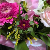 アスターの画像