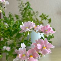 ヤブコウジ,ネメシアメーテルエレー,しいたけ栽培キット,その他部屋の画像