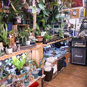 多肉植物,ウラボシ科,ビカクシダ属,食中植物,塊根の画像