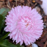 クリスマスローズ,クリスマスローズ,クリスマスローズ,クリスマスローズ,デージーの画像