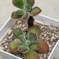 リトープス,多肉植物LOVE,いつもありがとうございます♡(ᴗ̤ .̮ ᴗ̤ )₎₎,ベランダで咲いてるお花の画像