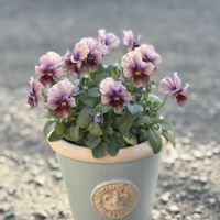 ヌーヴェル・ヴァーグ,ヌーヴェル・ヴァーグ,玄関前,サトウ園芸の画像