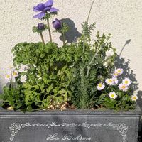 ネメシア,レースラベンダー,アネモネ・ポルト,イングリッシュデージー アルムの空,アネモネ 極の画像