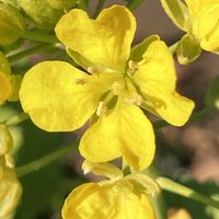 菜の花,菜の花,ナノハナ,ナノハナ,アブラナの画像