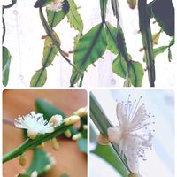 リプサリス,リプサリス エリプティカ,多肉植物,観葉植物,植物のある暮らしの画像