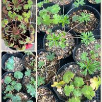 オダマキ,ゲラニウム,ゲラニウム,ゲラニウム,ベロニカの画像